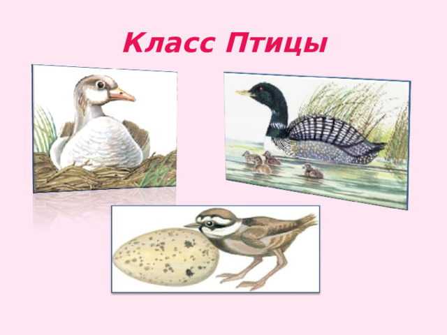 Класс Птицы 
