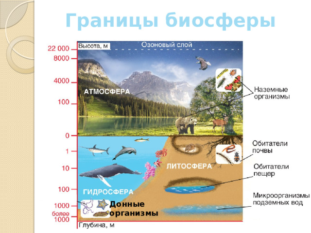 Границы биосферы Донные организмы 