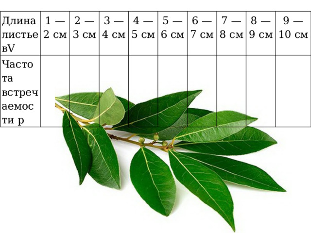 Длина листьевV 1 — 2 см Частота встречаемости p 2 — 3 см 3 — 4 см 4 — 5 см 5 — 6 см 6 — 7 см 7 — 8 см 8 — 9 см 9 — 10 см 
