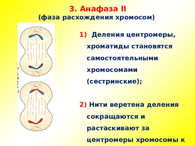 3. Анафаза II  (фаза расхождения хромосом) 1) Деления центромеры, хроматиды становятся самостоятельными хромосомами (сестринские);  2) Нити веретена деления сокращаются и растаскивают за центромеры хромосомы к противоположным полюсам.   