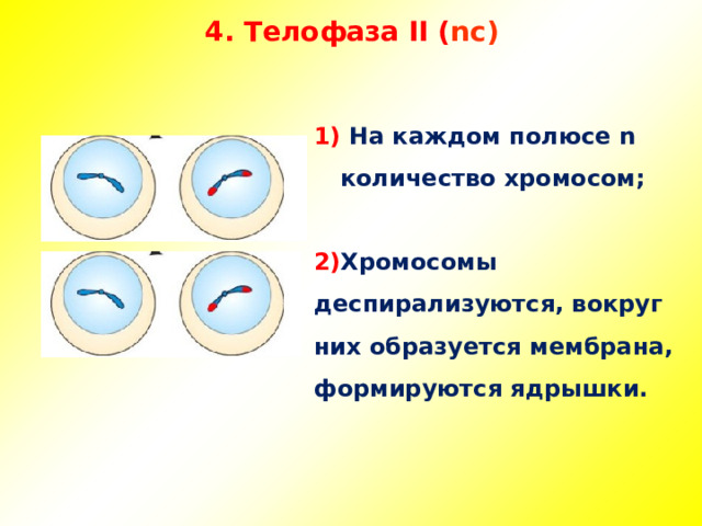 4. Телофаза II ( nc)   1) На каждом полюсе n количество хромосом;  2) Хромосомы деспирализуются, вокруг них образуется мембрана, формируются ядрышки.   