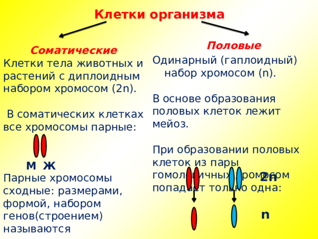 Клетки организма Половые Одинарный (гаплоидный) набор хромосом (n). В основе образования половых клеток лежит мейоз. При образовании половых клеток из пары гомологичных хромосом попадает только одна: Соматические Клетки тела животных и растений с диплоидным набором хромосом (2n).  В соматических клетках все хромосомы парные: Парные хромосомы сходные: размерами, формой, набором генов(строением) называются гомологичными. М Ж 2n n 