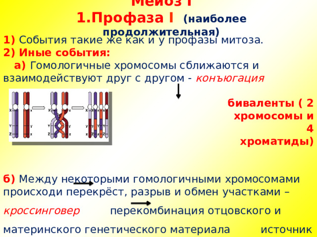 Мейоз I  1.Профаза  I   (наиболее продолжительная)    1) События такие же как и у профазы митоза. 2) Иные события:  а) Гомологичные хромосомы сближаются и взаимодействуют друг с другом - конъюгация   биваленты ( 2 хромосомы и  4 хроматиды)   б) Между некоторыми гомологичными хромосомами происходи перекрёст, разрыв и обмен участками – кроссинговер перекомбинация отцовского и материнского генетического материала источник комбинативной изменчивости у нового поколения. 