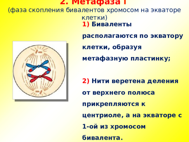 2. Метафаза  I  (фаза скопления бивалентов хромосом на экваторе клетки) 1) Биваленты располагаются по экватору клетки, образуя метафазную пластинку;  2) Нити веретена деления от верхнего полюса прикрепляются к центриоле, а на экваторе с 1-ой из хромосом бивалента.  С нижнего полюса к центриоле этого полюса и к центромере другой хромосомы бивалента. 