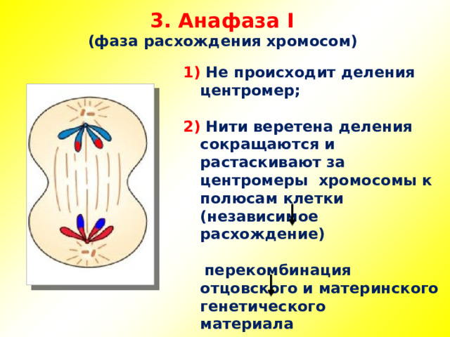 3. Анафаза I  (фаза расхождения хромосом) 1) Не происходит деления центромер;  2) Нити веретена деления сокращаются и растаскивают за центромеры хромосомы к полюсам клетки (независимое расхождение)   перекомбинация отцовского и материнского генетического материала   источник изменчивости   
