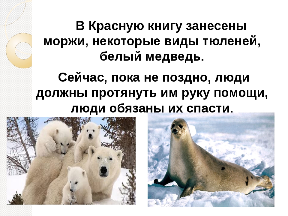 Почему медведи занесены в красную книгу. Красная книга России белый медведь. Белый медведь занесен в красную книгу. Белый медведь из красной книги России. Животные красной книги России белый медведь.