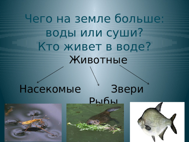 Чего на земле больше: воды или суши?  Кто живет в воде? Животные Насекомые Звери Рыбы 