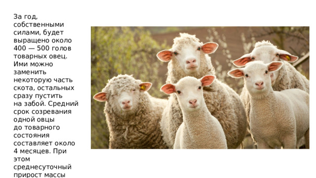 За год, собственными силами, будет выращено около 400 — 500 голов товарных овец. Ими можно заменить некоторую часть скота, остальных сразу пустить на забой. Средний срок созревания одной овцы до товарного состояния составляет около 4 месяцев. При этом среднесуточный прирост массы может составлять от 250 до 600 граммов, в зависимости от рациона питания. 