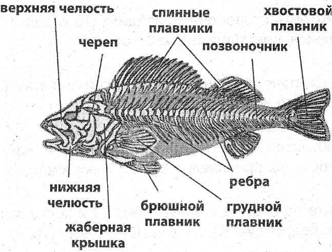 Строение рыбы тест