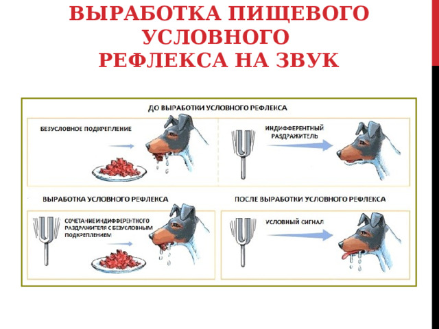 ВЫРАБОТКА ПИЩЕВОГО УСЛОВНОГО  РЕФЛЕКСА НА ЗВУК 