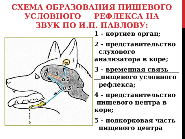 На рисунке изображена схема условного рефлекса у собаки