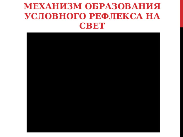 МЕХАНИЗМ ОБРАЗОВАНИЯ УСЛОВНОГО РЕФЛЕКСА НА СВЕТ 