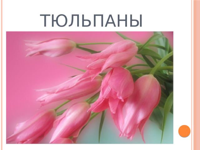 Тюльпаны 