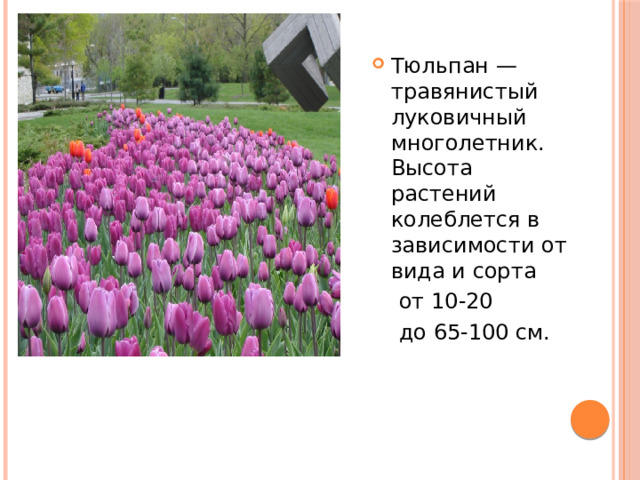 Тюльпан — травянистый луковичный многолетник. Высота растений колеблется в зависимости от вида и сорта  от 10-20  до 65-100 см. 