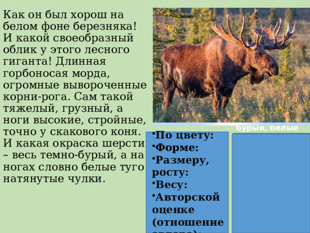 Как он был хорош на белом фоне березняка! И какой своеобразный облик у этого лесного гиганта! Длинная горбоносая морда, огромные вывороченные корни-рога. Сам такой тяжелый, грузный, а ноги высокие, стройные, точно у скакового коня. И какая окраска шерсти – весь темно-бурый, а на ногах словно белые туго натянутые чулки . По цвету: Форме: Размеру, росту: Весу: Авторской оценке (отношение автора):   тёмно-бурый, белые горбоносая морда, стройные, вывороченные  длинная, огромная, высокие  тяжёлый, грузный  своеобразный, хорош. 