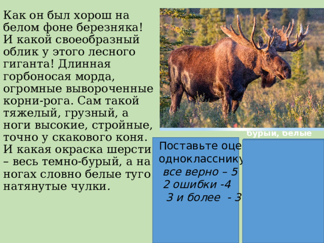 Как он был хорош на белом фоне березняка! И какой своеобразный облик у этого лесного гиганта! Длинная горбоносая морда, огромные вывороченные корни-рога. Сам такой тяжелый, грузный, а ноги высокие, стройные, точно у скакового коня. И какая окраска шерсти – весь темно-бурый, а на ногах словно белые туго натянутые чулки . Поставьте оценку однокласснику :  все верно – 5  2 ошибки -4  3 и более - 3   тёмно-бурый, белые горбоносая морда, стройные, вывороченные  длинная, огромная, высокие  тяжёлый, грузный  своеобразный, хорош. 
