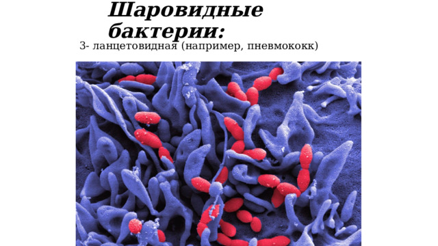 Шаровидные бактерии: 3- ланцетовидная (например, пневмококк) 