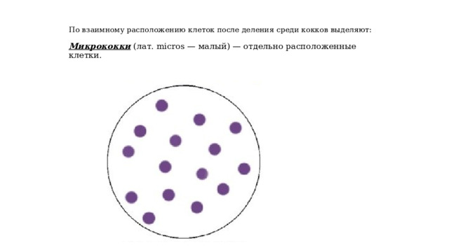  По взаимному расположению клеток после деления среди кокков выделяют:   Микрококки ( лат. micros — малый) — отдельно расположенные клетки.   
