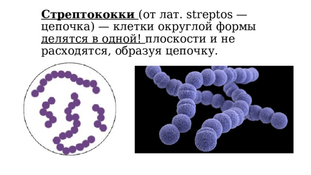 Стрептококки (от лат. streptos —цепочка) — клетки округлой формы делятся в одной! плоскости и не расходятся, образуя цепочку.   