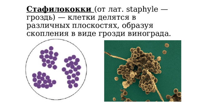 Стафилококки (от лат. staphyle — гроздь) — клетки делятся в различных плоскостях, образуя скопления в виде грозди винограда.   