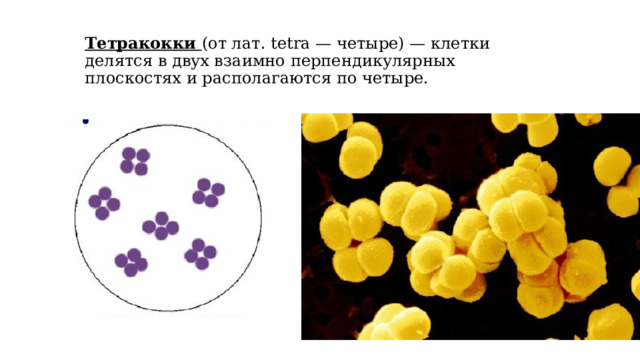 Четыре клетки