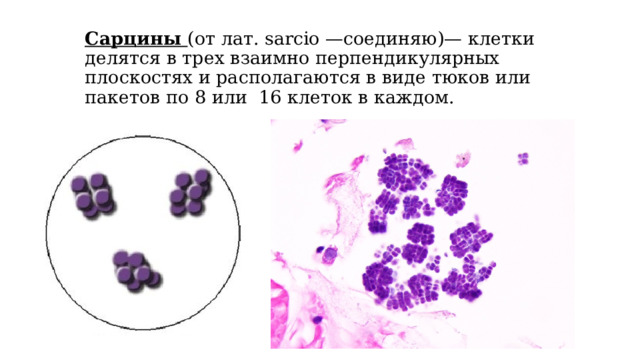  Сарцины (от лат. sarcio —соединяю)— клетки делятся в трех взаимно перпендикулярных плоскостях и располагаются в виде тюков или пакетов по 8 или 16 клеток в каждом.   