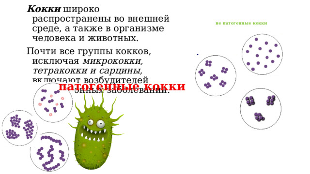 Кокки широко распространены во внешней среде, а также в организме человека и животных. Почти все группы кокков, исключая микрококки, тетракокки и сарцины , включают возбудителей инфекционных заболеваний.  не патогенные кокки  патогенные кокки 