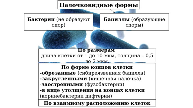 Палочковидные формы Бациллы (образующие споры) Бактерии (не образуют спор) По размерам длина клетки от 1 до 10 мкм, толщина – 0,5 до 2 мкм.  По форме концов клетки -обрезанные (сибиреязвенная бацилла) -закругленными (кишечная палочка) - заостренными (фузобактерии) -в виде утолщения на концах клетки (коринебактерии дифтерии)  По взаимному расположению клеток 