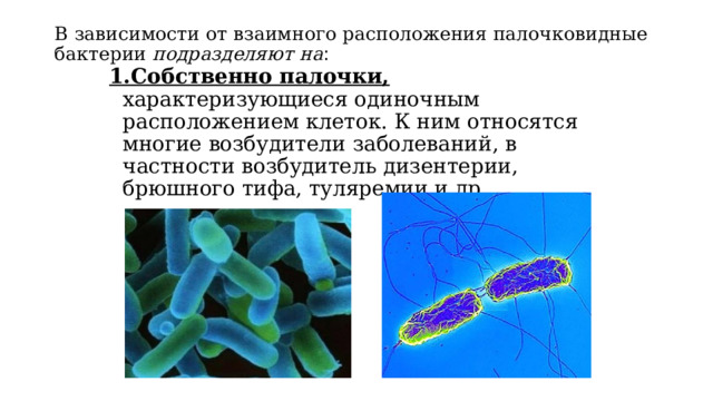 Как называются палочковидные бактерии