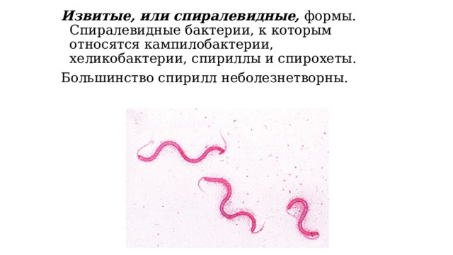 Извитые, или спиралевидные, формы. Спиралевидные бактерии, к которым относятся кампилобактерии, хеликобактерии, спириллы и спирохеты. Большинство спирилл неболезнетворны. 