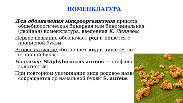  НОМЕНКЛАТУРА   Для обозначения микроорганизмов принята общебиологическая бинарная или биноминальная (двойная) номенклатура, введенная К. Линнеем . Первое название обозначает род и пишется с прописной буквы. Второе название обозначает вид и пишется со строчной буквы. Например , Staphylococcus aureus — стафилококк золотистый. При повторном упоминании вида родовое название сокращается до начальной буквы S. aureus  