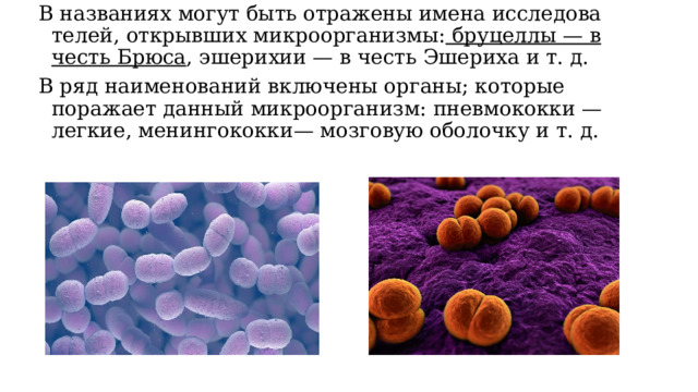 В названиях могут быть отражены имена исследова­телей, открывших микроорганизмы: бруцеллы — в честь Брюса , эшерихии — в честь Эшериха и т. д. В ряд наименований включены органы; которые поражает данный микроорганизм: пневмококки — легкие, менингококки— мозговую оболочку и т. д. 