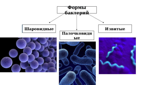  Домены Формы бактерий Извитые Шаровидные Палочковидные 