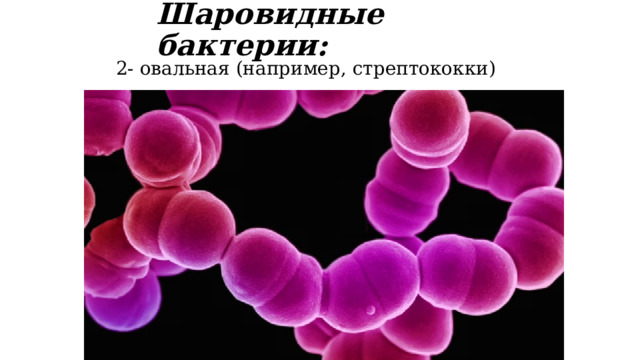 Шаровидные бактерии: 2- овальная (например, стрептококки) 