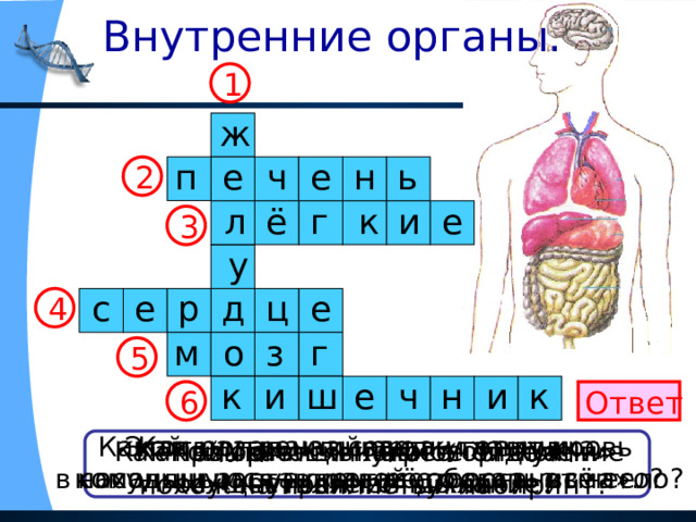 Проект по окружающему миру организм человека Строение тела человека (для детей с ОВЗ)
