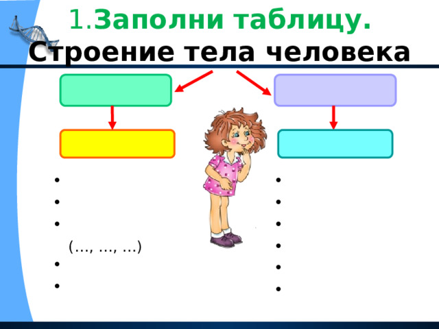 Строение тела человека 2 класс тест