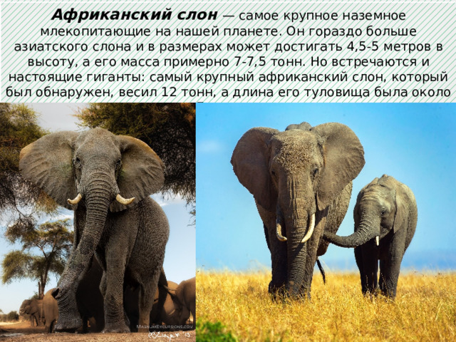 Африканский слон — самое крупное наземное млекопитающие на нашей планете. Он гораздо больше азиатского слона и в размерах может достигать 4,5-5 метров в высоту, а его масса примерно 7-7,5 тонн. Но встречаются и настоящие гиганты: самый крупный африканский слон, который был обнаружен, весил 12 тонн, а длина его туловища была около 7 метров. 