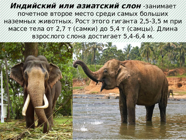 Индийский или азиатский слон  -занимает почетное второе место среди самых больших наземных животных. Рост этого гиганта 2,5-3,5 м при массе тела от 2,7 т (самки) до 5,4 т (самцы). Длина взрослого слона достигает 5,4-6,4 м. 