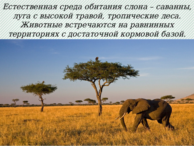 Естественная среда обитания слона – саванны, луга с высокой травой, тропические леса. Животные встречаются на равнинных территориях с достаточной кормовой базой. 
