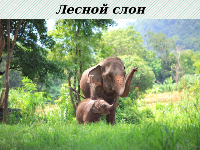 Лесной слон 