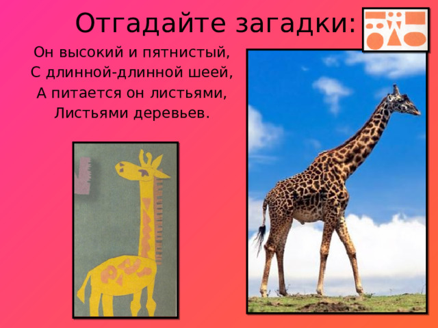 Отгадайте загадки: Он высокий и пятнистый, С длинной-длинной шеей, А питается он листьями, Листьями деревьев. 