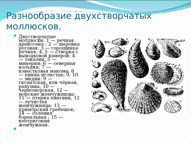 Разнообразие двухстворчатых моллюсков. Двустворчатые моллюски: 1 — речная дрейссена ; 2 — шаровка роговая; 3 — горошинка речная; 4, 5 — створка с выводковой камерой: 4 — текалии, 5 — минерии: 6 — северная иольдия; 7 — известковая макома; 8 — пинна иглистая; 9, 10 — мидии: 9 — гигантская, или чёрная, ракушка, 10 — черноморская, 12 — морские жемчужницы: 11 — птериа пингвин, 12 — лучистая жемчужница: 13 — приморский гребешок; 14 — солемия бореальная ; 15 — неотригоння жемчужная. 