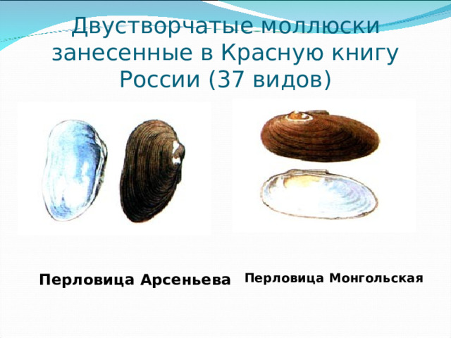 Двустворчатые моллюски занесенные в Красную книгу России (37 видов) Перловица Арсеньева Перловица Монгольская 