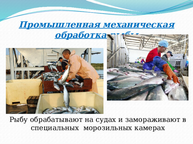 Промышленная механическая обработка рыбы Рыбу обрабатывают на судах и замораживают в специальных морозильных камерах 