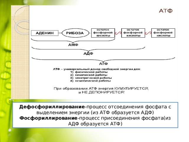 Дефосфориллирование -процесс отсоединения фосфата с выделением энергии (из АТФ образуется АДФ) Фосфориллирование -процесс присоединения фосфата(из АДФ образуется АТФ) 