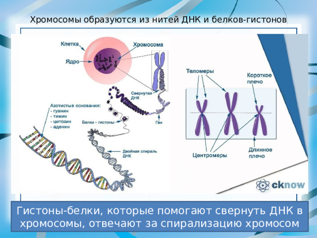 Хромосомы образуются из нитей ДНК и белков-гистонов Гистоны-белки, которые помогают свернуть ДНК в хромосомы, отвечают за спирализацию хромосом 