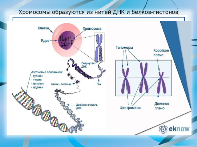Хромосомы образуются из нитей ДНК и белков-гистонов 