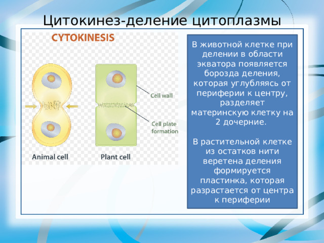 Цитокинез-деление цитоплазмы В животной клетке при делении в области экватора появляется борозда деления, которая углубляясь от периферии к центру, разделяет материнскую клетку на 2 дочерние. В растительной клетке из остатков нити веретена деления формируется пластинка, которая разрастается от центра к периферии 