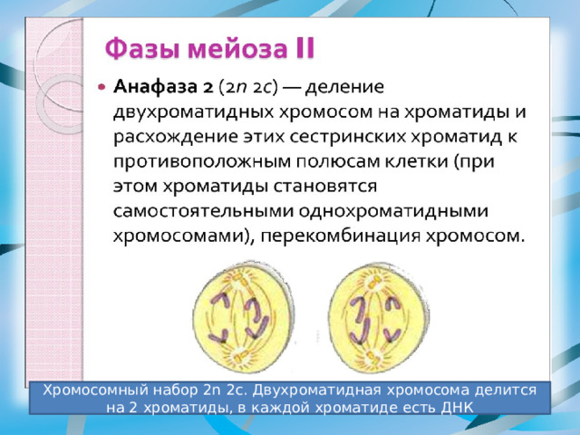 Хромосомный набор 2n 2c. Двухроматидная хромосома делится на 2 хроматиды, в каждой хроматиде есть ДНК 