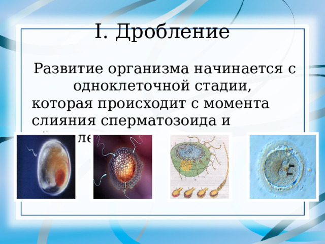 I. Дробление  Развитие организма начинается с одноклеточной стадии, которая происходит с момента слияния сперматозоида и яйцеклетки. 